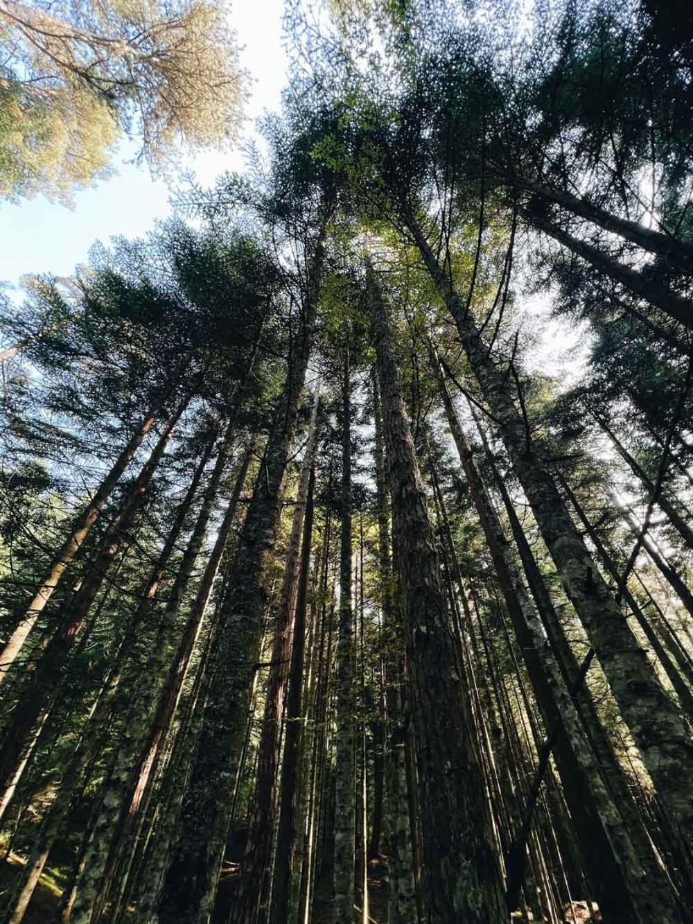 Ala Glamping Hotell Ilica  Exteriör bild